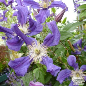 Clematis Blue Pirouette lovely small climber